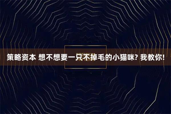 策略资本 想不想要一只不掉毛的小猫咪? 我教你!